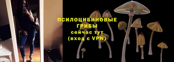 стаф Алзамай
